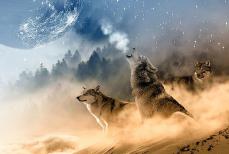 Pod Szczelińcem Wielkim stopniowo przybywa wilków Mini_wolves-1400819-960-720