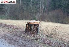 Wycinki drzew przy drogach nie takie łatwe Mini_pt-deby2