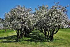 Mini_in-the-garden-3355879-1280