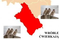 Wróble ćwierkają Mini_pt-wroble