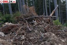 ZIEMIA KŁODZKA - Drzewostany wciąż zamierają Mini_pt-chrust2