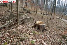 KUDOWA-ZDRÓJ - Góra Parkowa za jakiś czas mocniej się zazieleni Mini_2u2a1220