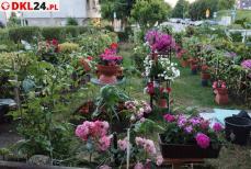 KŁODZKO - Dodać miastu kolorytu Mini_1751656998472