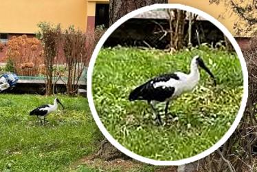 Main_dkl24-ibis-czczony-klodzko-01