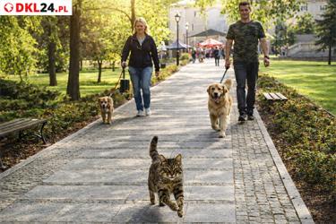 Slider_dkl24-zloty-stok-psy-kot-1