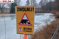 Mini_dkl24-nutrie-jeleniow-02