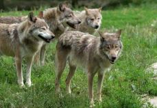 Wilki i sokoły wzbogaciły stołowogórską faunę Mini_pt-wilki1
